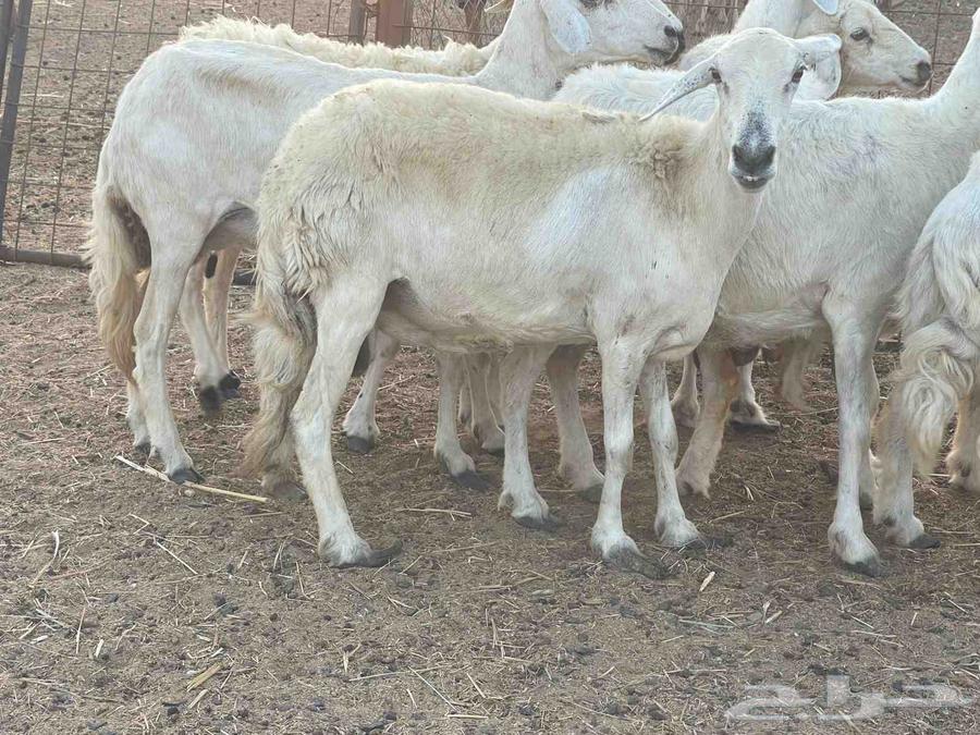 Sheep for sale, Dafiee sheep, good quality, God bless, sold64432440916737113