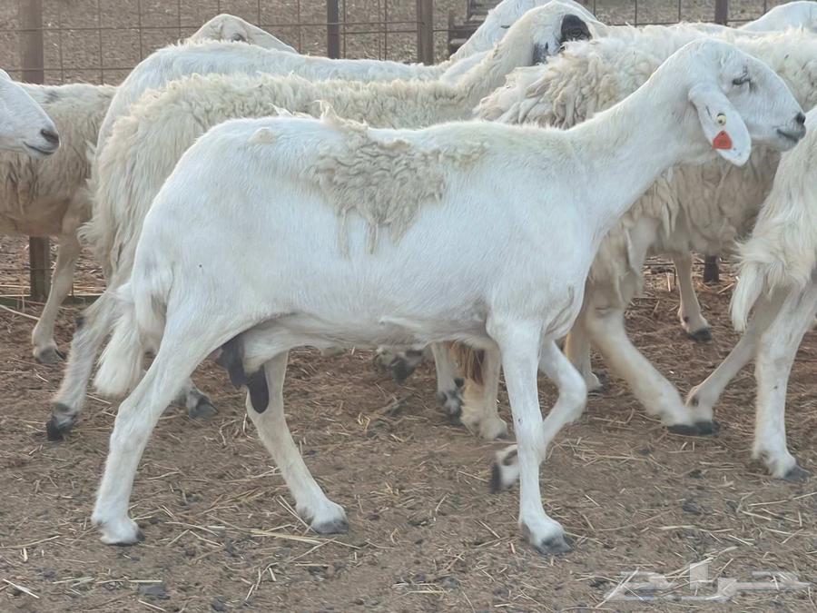 Sheep for sale, Dafiee sheep, good quality, God bless, sold64432440916737110