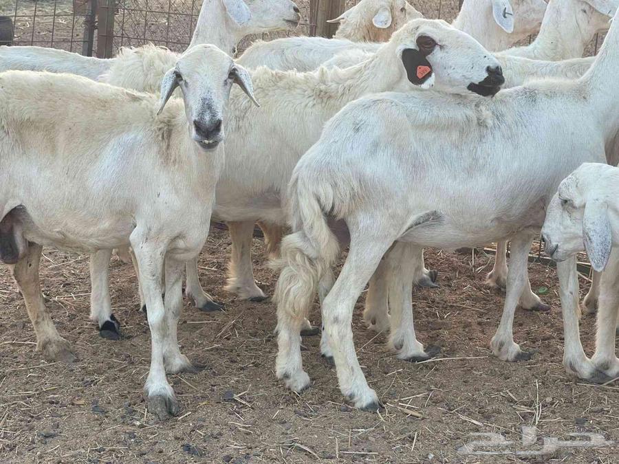 Sheep for sale, Dafiee sheep, good quality, God bless, sold64432440916737114