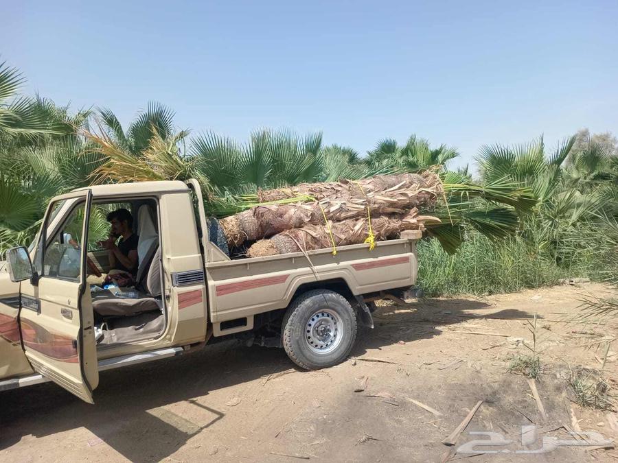 نخل زينه للبيع مكه الخرج الرياض المدينه المنوره64431332080131112