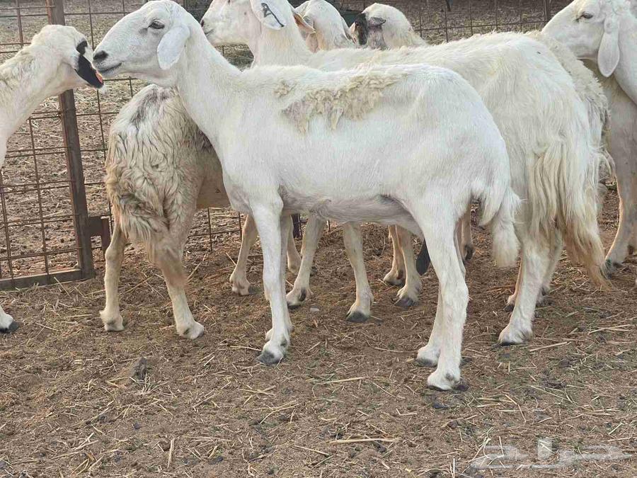 Sheep for sale, Dafiee sheep, good quality, God bless, sold64432440916737112