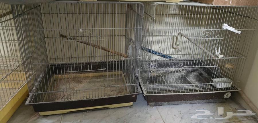 Bird Accessories Set for Sale Including Cages, Nests for Casco, Dora and Other Birds64426523673602113