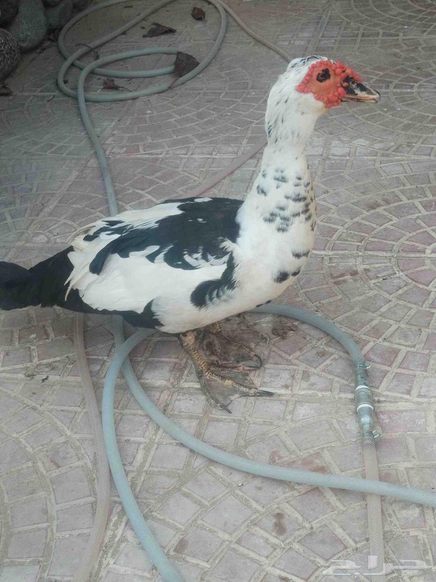 بط بلدي للبيع64426281615362110