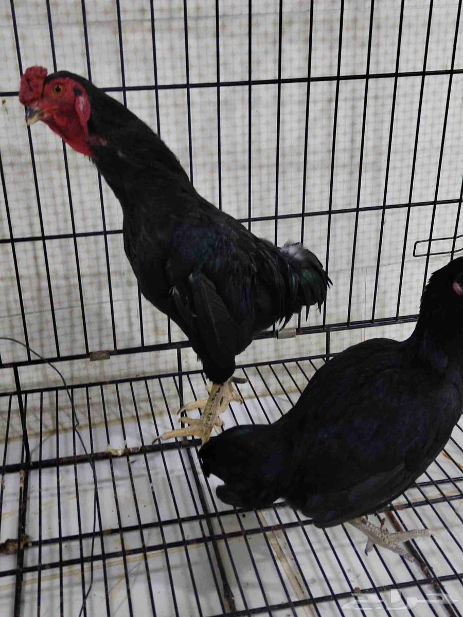 زوج كوشامو اسود صك64432237691137110