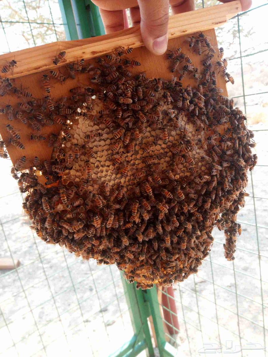 Samer Samra Honey, Qatad Honey, Salam Honey, Sahah Honey64427892230787114