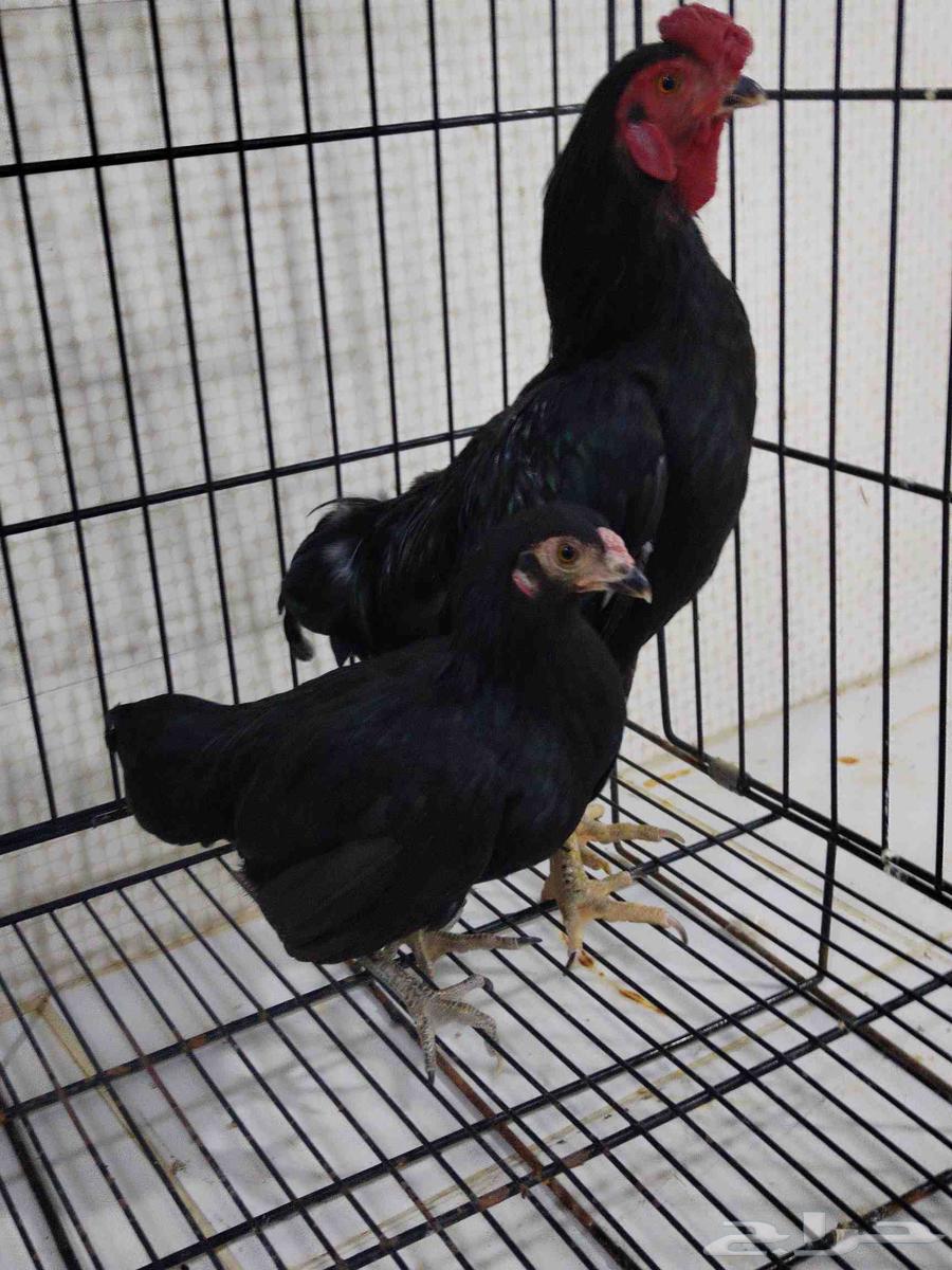 زوج كوشامو اسود صك64432237691137111