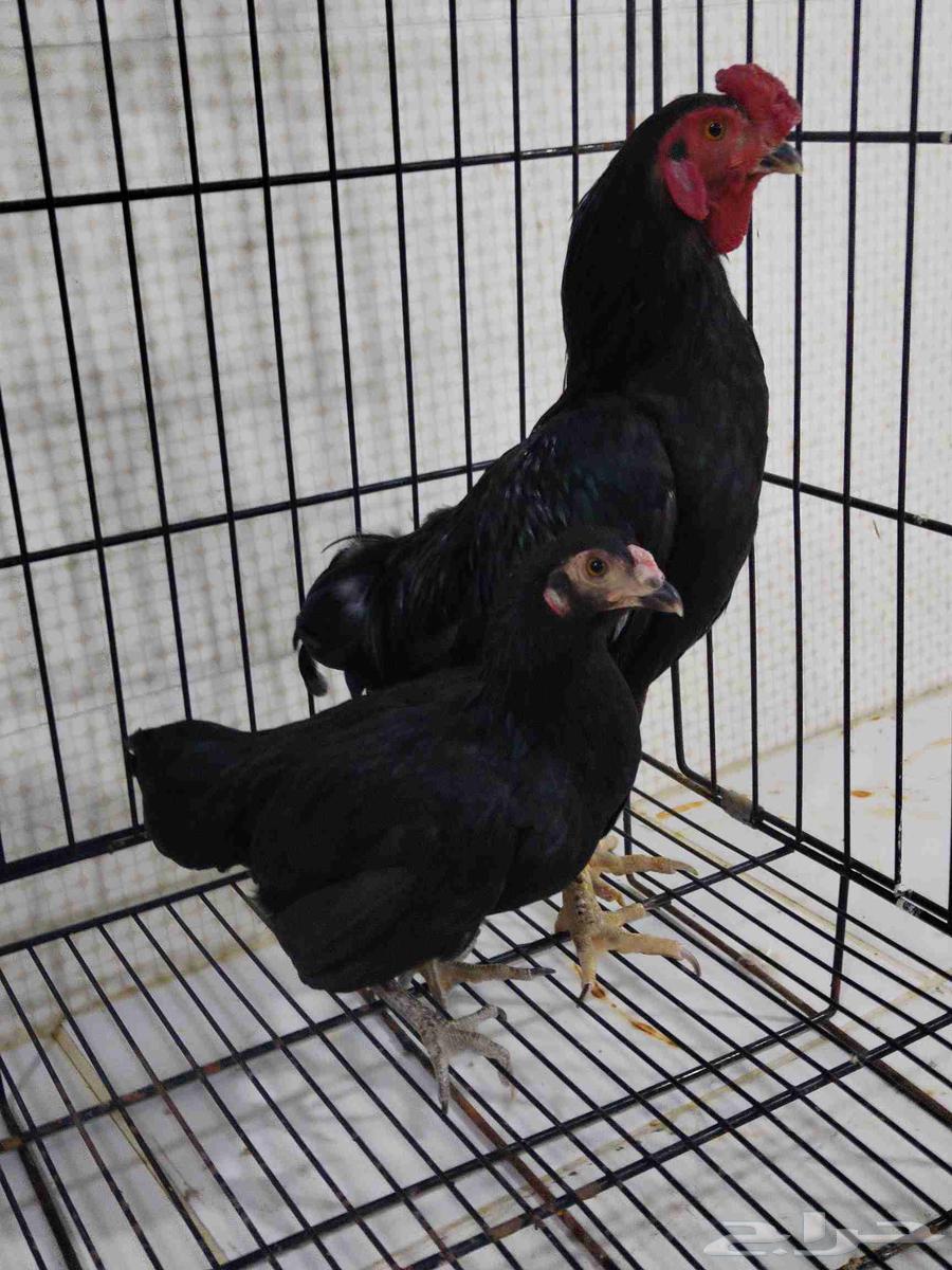 زوج كوشامو اسود صك64432237691137112