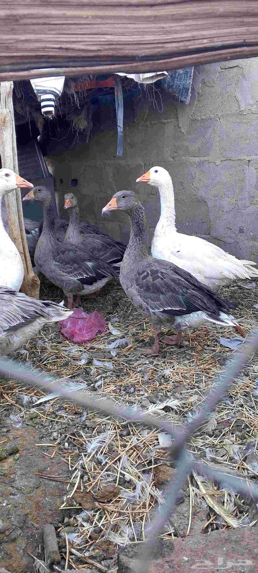 وز بلدي للبيع64427462711938111