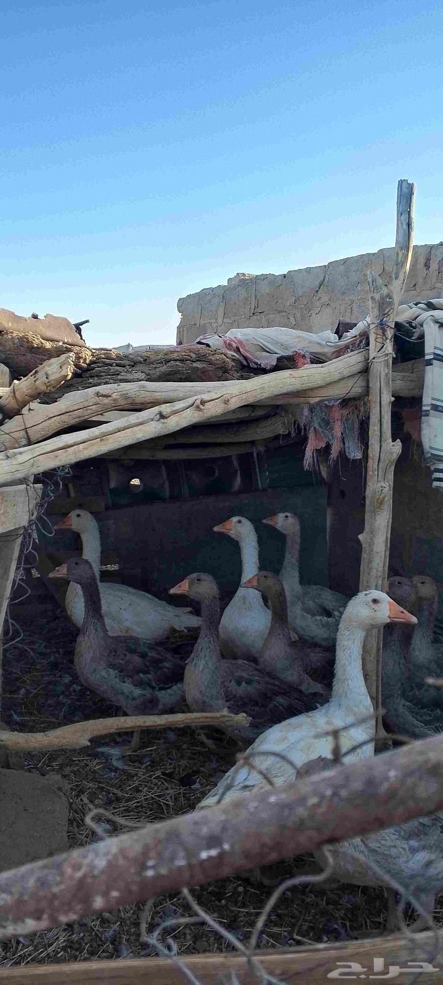 وز بلدي للبيع64427462711938110