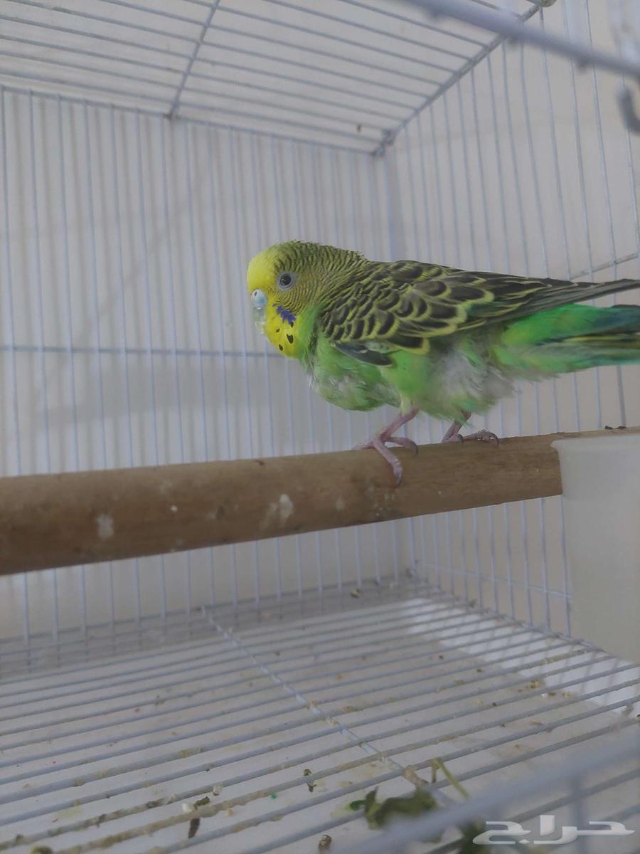 عدد واحد للبيع مع اغراضه64427797843073113