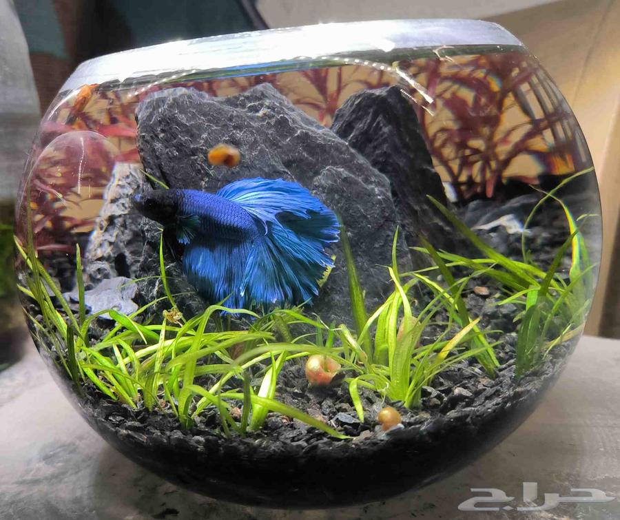 حوض اسمك بلورة بتصميم احترافي64432496007809112