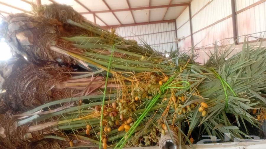 There are palm trees for sale in Hail, Ekhlas64427502902146110