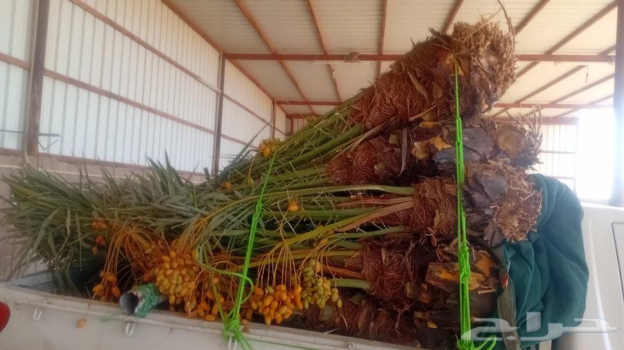 There are palm trees for sale in Hail, Ekhlas64427502902146111