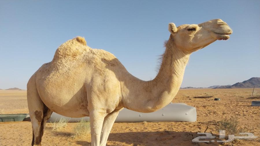 للبيع انياق لقحات64431767849345111