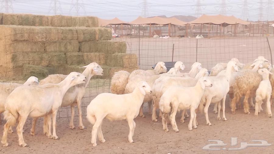 Sheep with excellent health and good lineage from Meraa farm64426214762627110