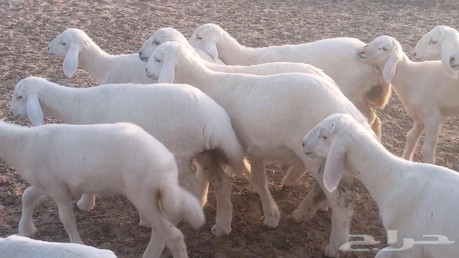 Sheep with excellent health and good lineage from Meraa farm64426214762627112