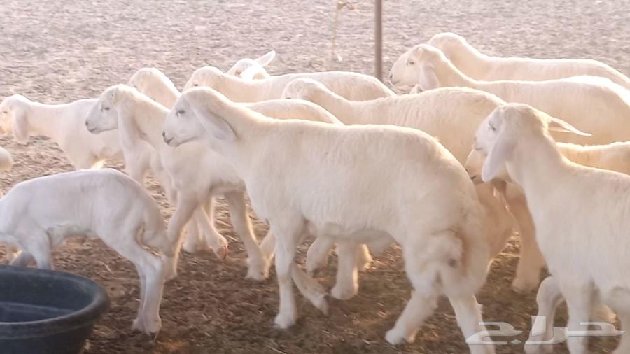 Sheep with excellent health and good lineage from Meraa farm64426214762627113