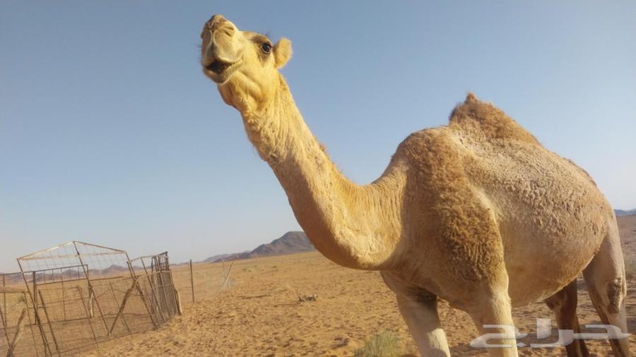 للبيع انياق لقحات64431767849345110