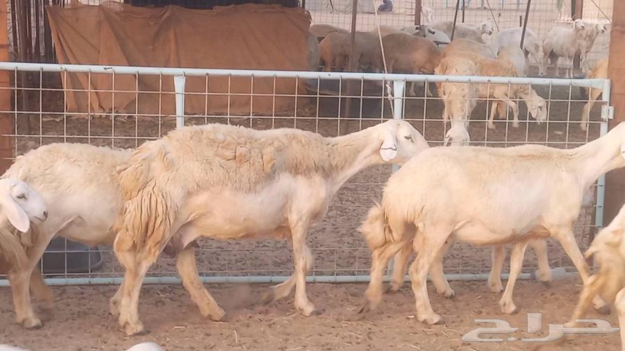 Sheep with excellent health and good lineage from Meraa farm64426214762627111