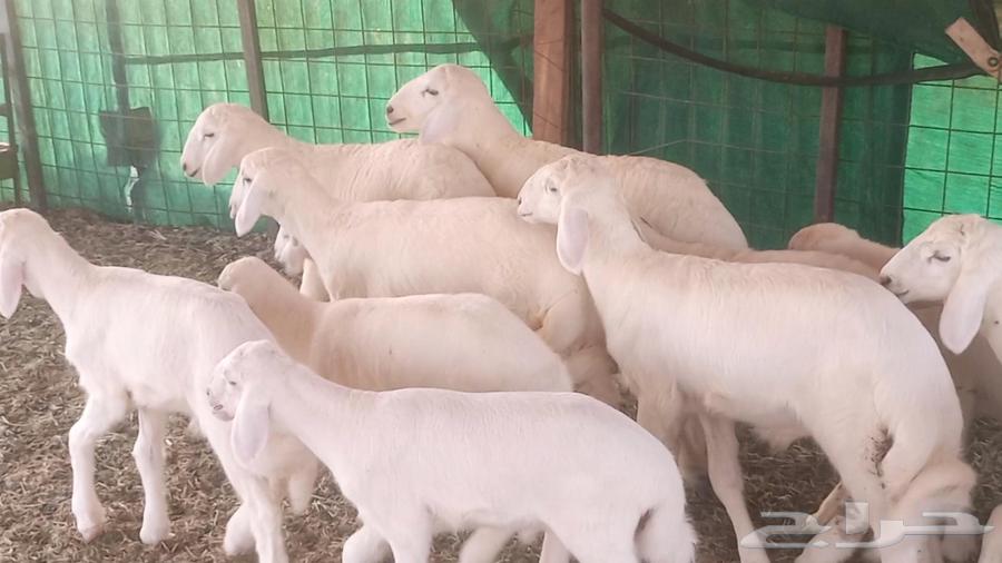Sheep with excellent health and good lineage from Meraa farm64426214762627114