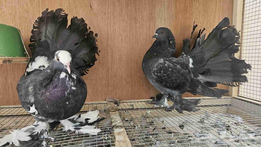 حمام زوج رقاصي امريكي ( سوم على العام )64429129906947111