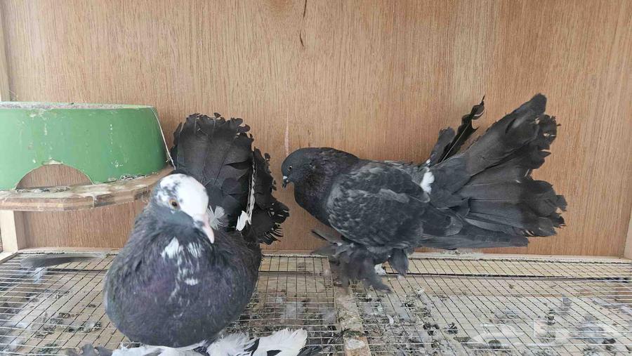 حمام زوج رقاصي امريكي ( سوم على العام )64429129906947110