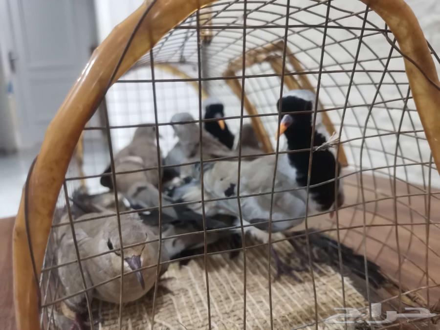 يمام ابو صدر اسود64426915158531110