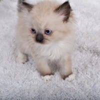 قطط كيتن  (صغار) شيرازي هجين راغدول للبيع64427476093057110