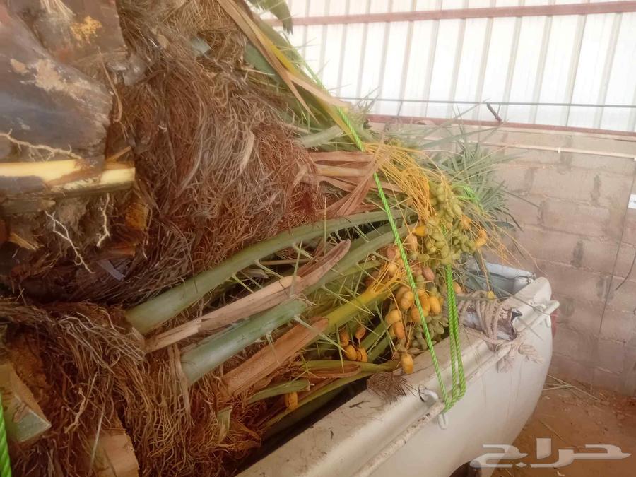 There are palm trees for sale in Hail, Ekhlas64427502902146112