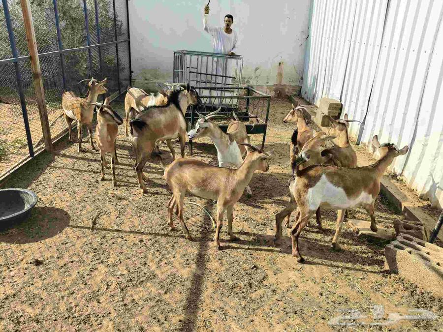 للبيع ماعز يمنيه عدد 1064431318678530111