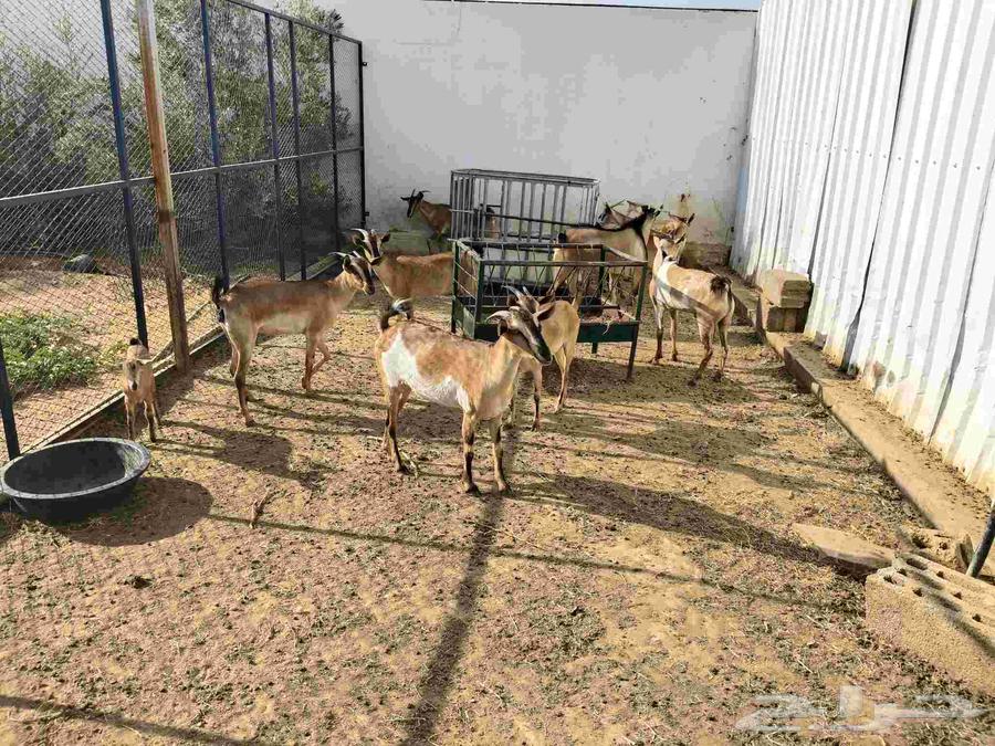 للبيع ماعز يمنيه عدد 1064431318678530110