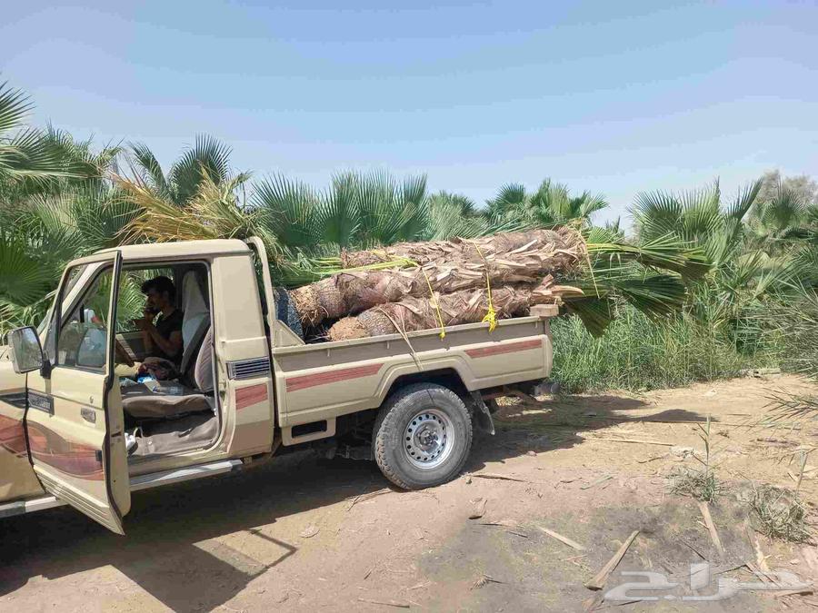 Decorative palm trees for sale with delivery to all areas of the Kingdom64431278360193112