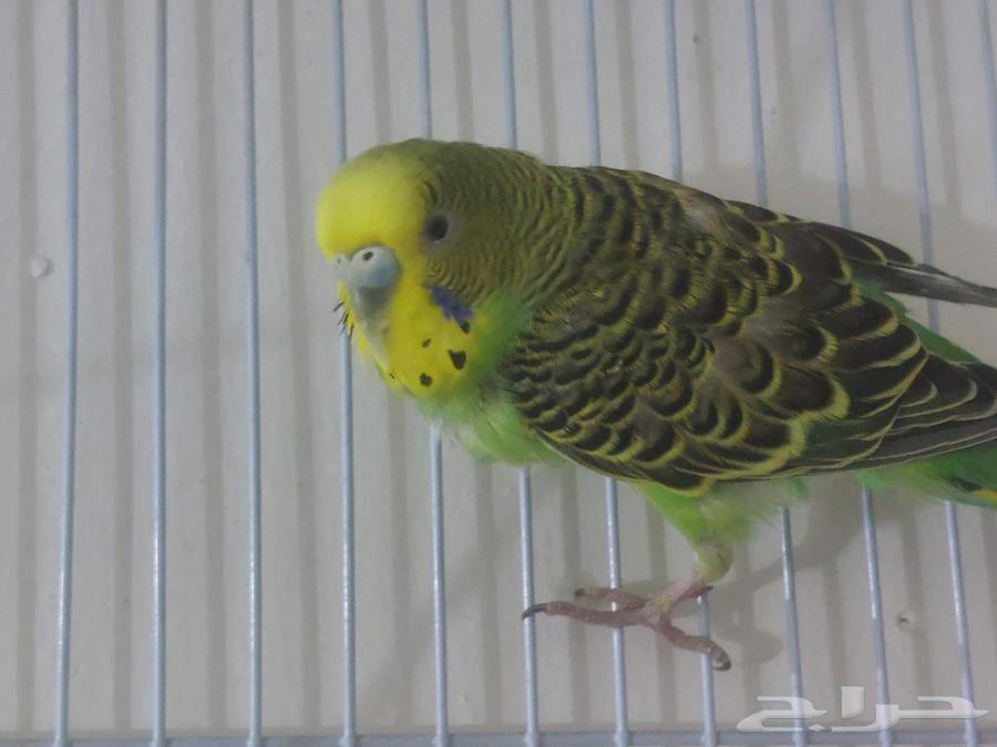 عدد واحد للبيع مع اغراضه64427797843073112