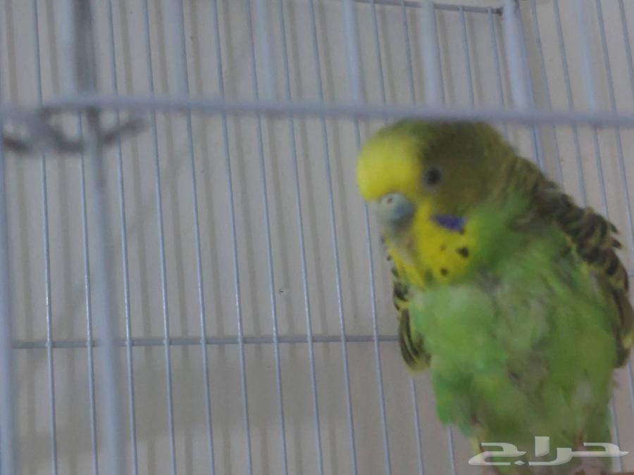 عدد واحد للبيع مع اغراضه64427797843073110