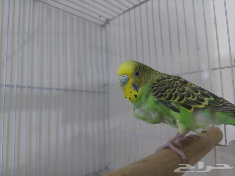 عدد واحد للبيع مع اغراضه64427797843073114