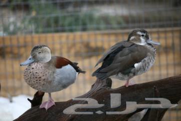 بط رينغ تايل جوز64433296993025110