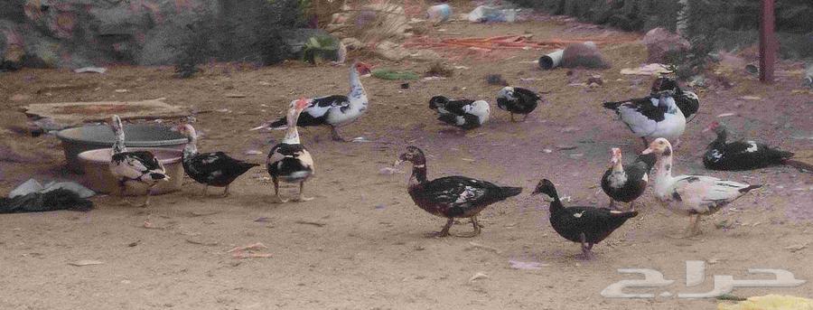 بط بلدي للبيع64426281615362111