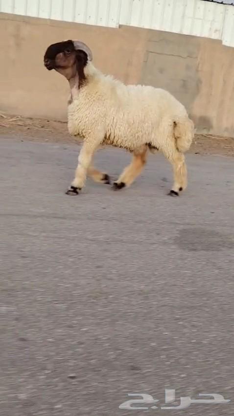 جدع نعيمي صنف فاخر للبيع64431534971651112