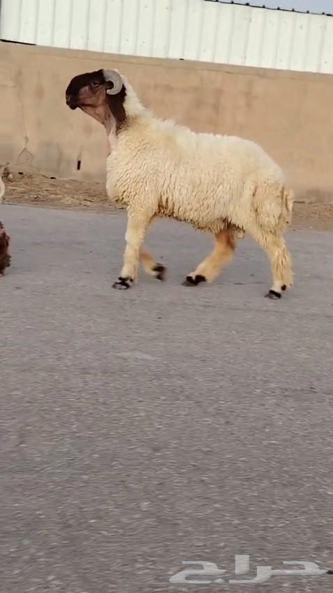 جدع نعيمي صنف فاخر للبيع64431534971651113