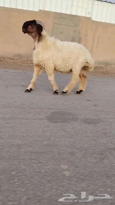 جدع نعيمي صنف فاخر للبيع64431534971651114