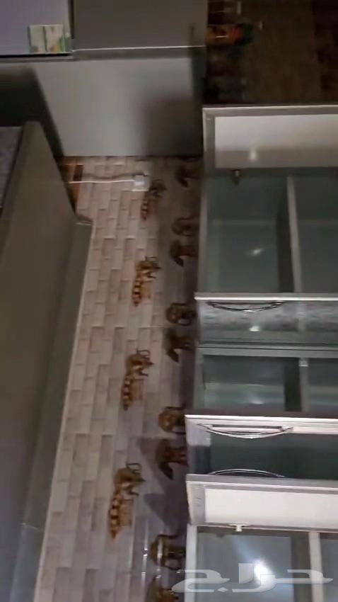 مطبخ الوميتال ممتاز64431508052866111