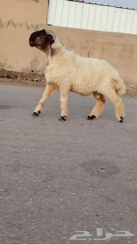 جدع نعيمي صنف فاخر للبيع64431534971651110