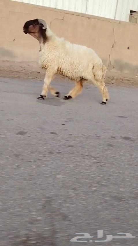 جدع نعيمي صنف فاخر للبيع64431534971651111