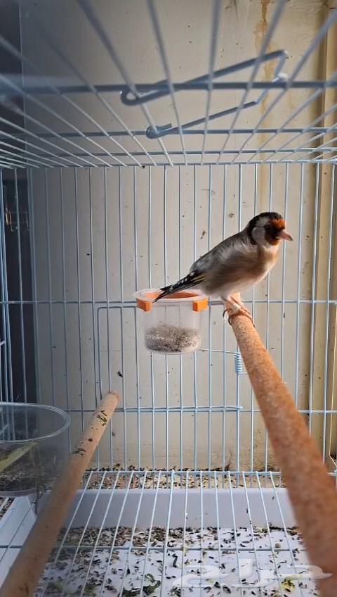 حسون تغريد رصاص64429963273091110