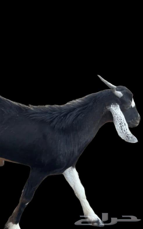 Goats like almonds, the tastiest flavor you've ever tasted64427383483905110