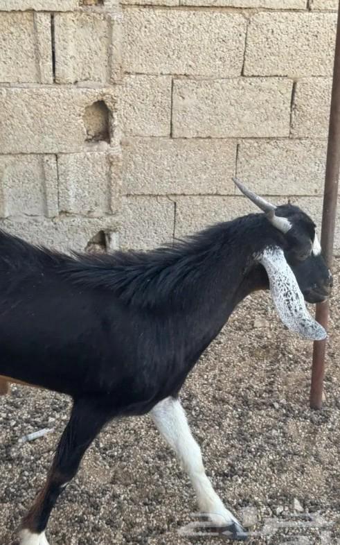 Goats like almonds, the tastiest flavor you've ever tasted64427383483905112