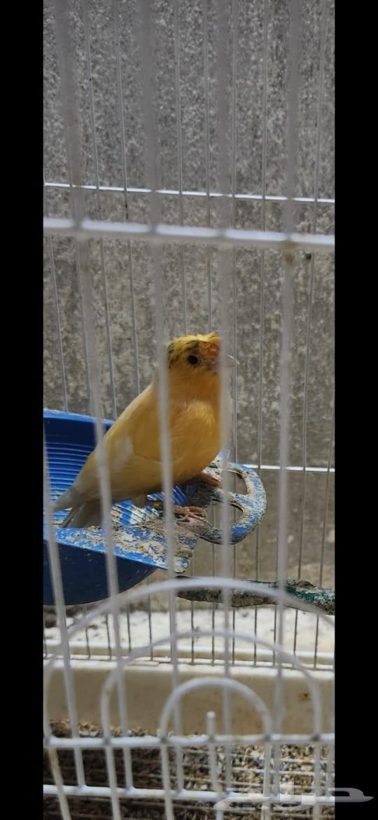 ذكر كناري سوري كرست مغرد تم البيع64426456748931111