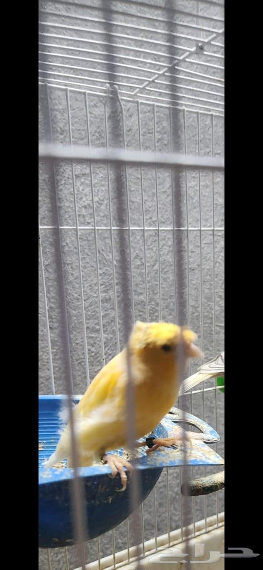 ذكر كناري سوري كرست مغرد تم البيع64426456748931110