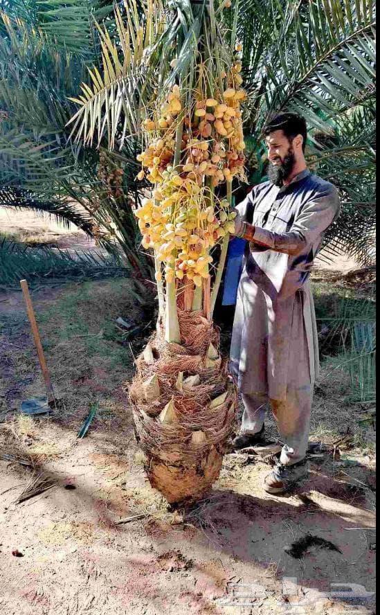 We have palm trees for sale in all suitable sizes and varieties64427317502209114