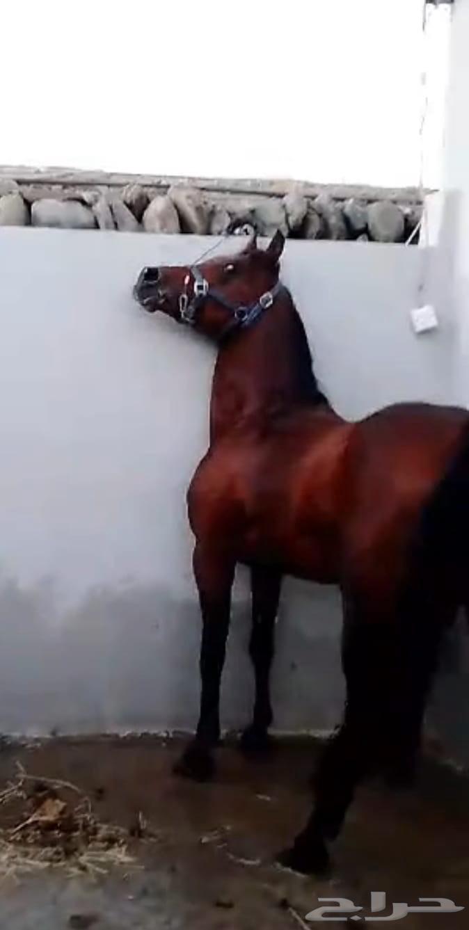 حصان واهو64430448481921112